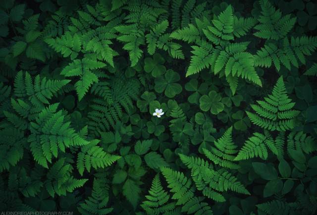 构图不学则退，一招让你脑洞大开！